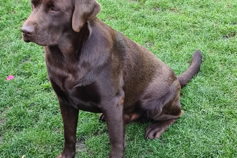 Labrador Retriever