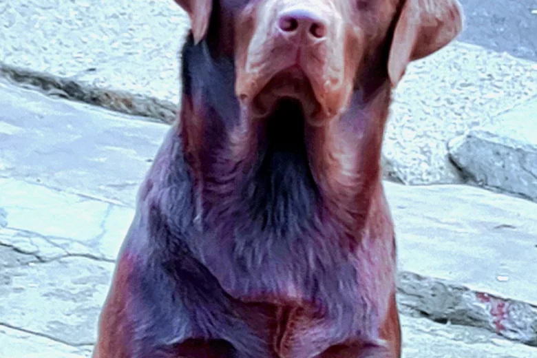 Labrador Retriever