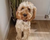 Cockapoo