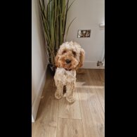 Cockapoo