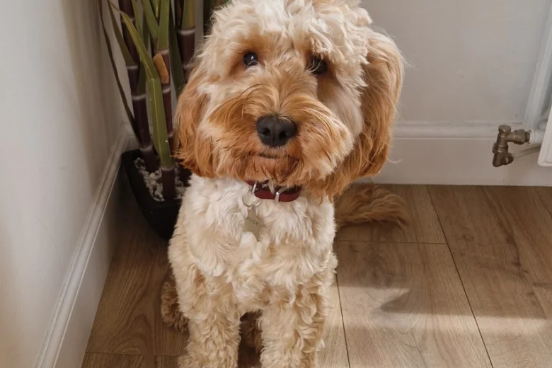 Cockapoo