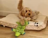 Cockapoo