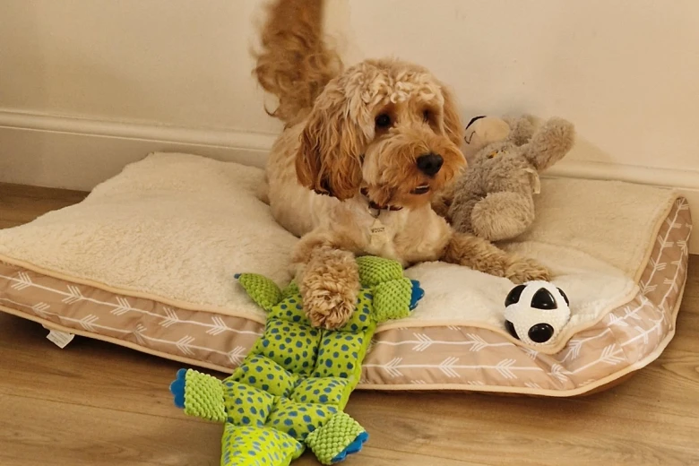 Cockapoo