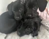 Cockapoo - Dogs