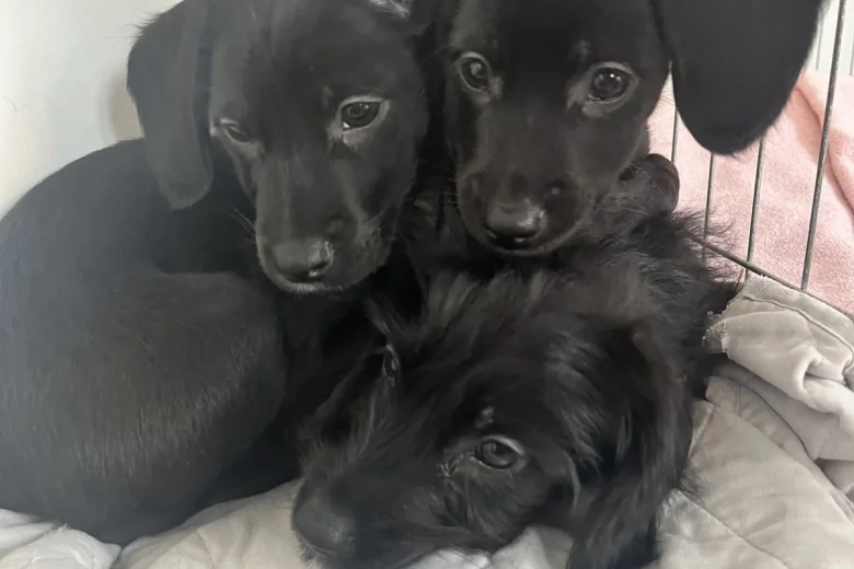 Cockapoo - Dogs