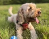 Cockapoo - Dogs
