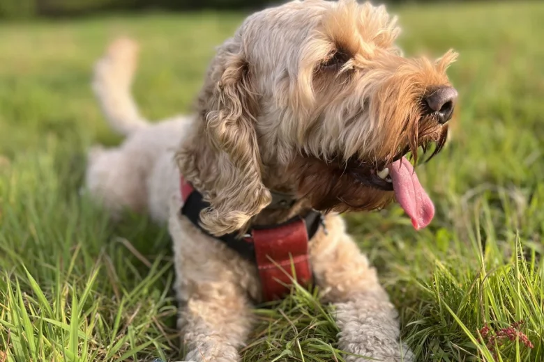 Cockapoo - Dogs