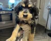 Cockapoo - Dogs