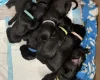 Cockapoo - Dogs