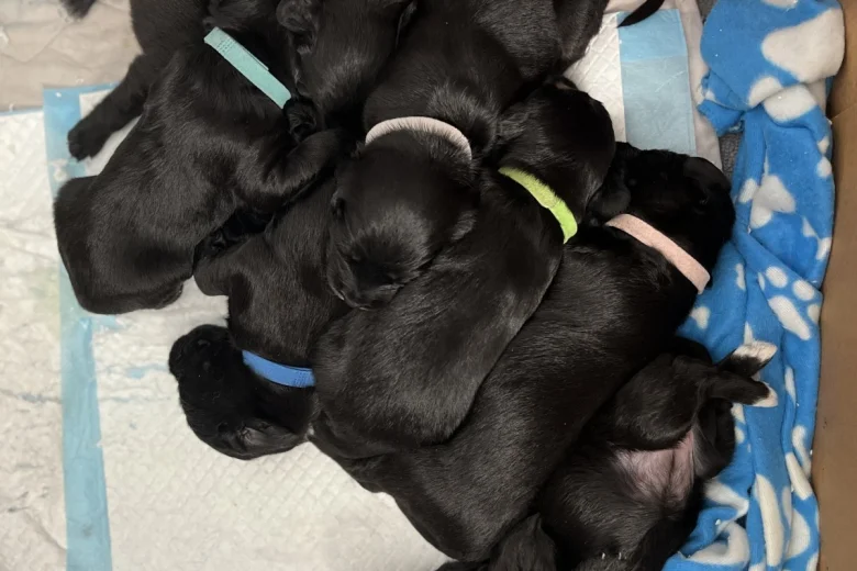 Cockapoo - Dogs