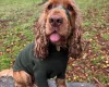 Cocker Spaniel (Show)