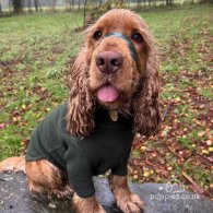 Cocker Spaniel (Working & Show)