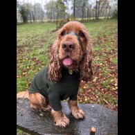 Cocker Spaniel (Working &amp; Show)