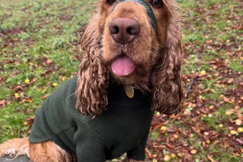 Cocker Spaniel (Show)