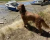 Cocker Spaniel (Show)