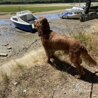 Cocker Spaniel (Working & Show)