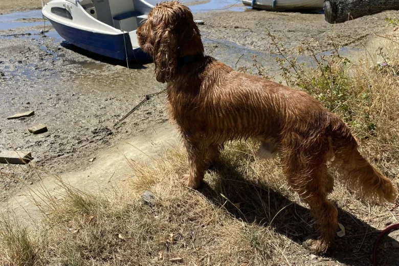 Cocker Spaniel (Show)