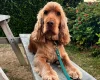 Cocker Spaniel (Show)