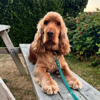 Cocker Spaniel (Working & Show)