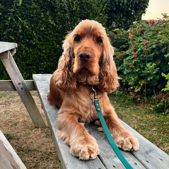 Cocker Spaniel (Working &amp; Show)