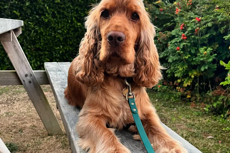 Cocker Spaniel (Show)