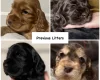 Cocker Spaniel (Show)