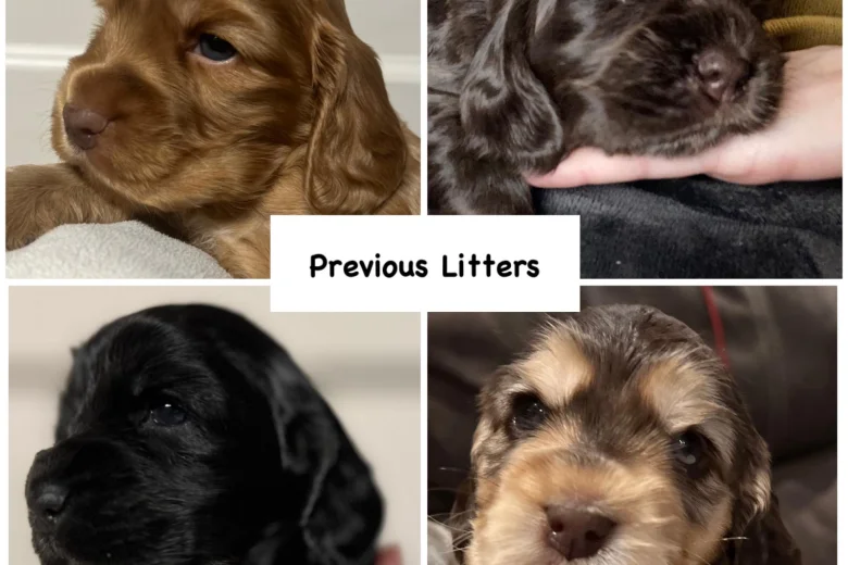 Cocker Spaniel (Show)