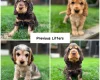 Cocker Spaniel (Show)
