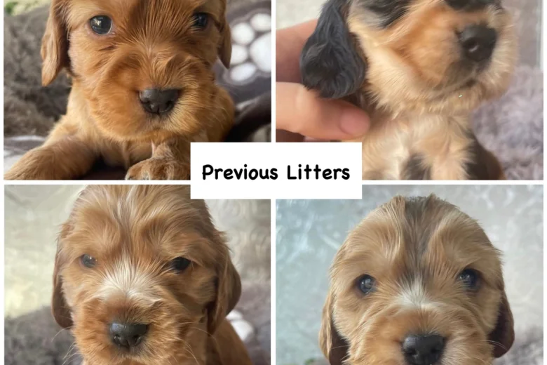 Cocker Spaniel (Show)