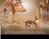 Dachshund (Smooth Haired)