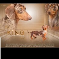 Dachshund (Smooth Haired)