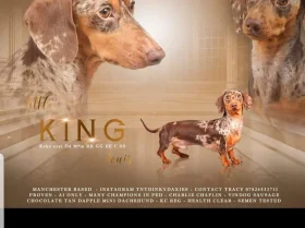 Dachshund (Smooth Haired)