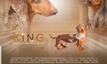 Dachshund (Smooth Haired)