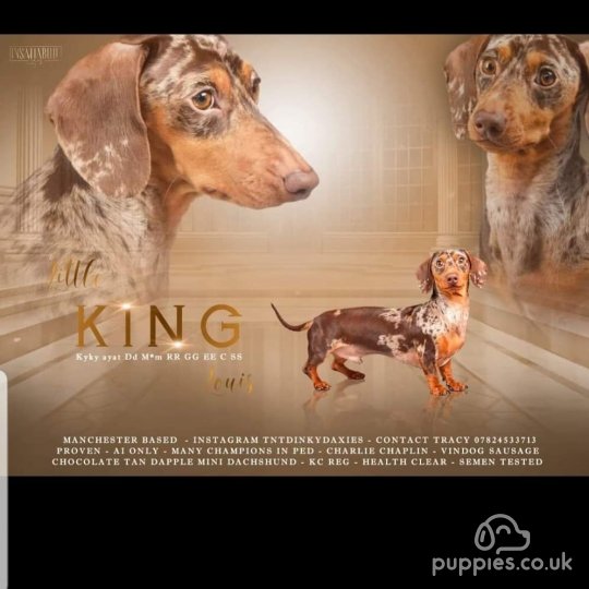 Dachshund (Standard & Miniature)