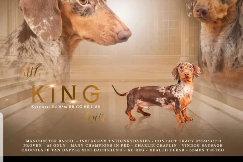 Dachshund (Smooth Haired)