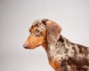 Dachshund (Smooth Haired)
