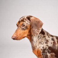 Dachshund (Standard & Miniature)