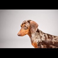 Dachshund (Smooth Haired)