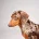 Dachshund (Smooth Haired)