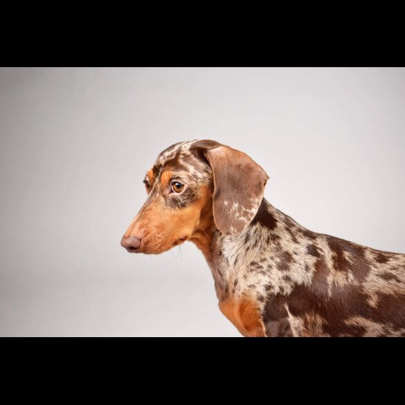 Dachshund (Smooth Haired)