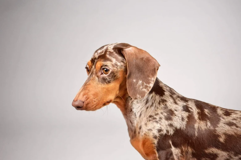 Dachshund (Smooth Haired)