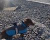Dachshund (Smooth Haired)