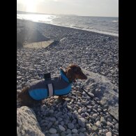 Dachshund (Smooth Haired)