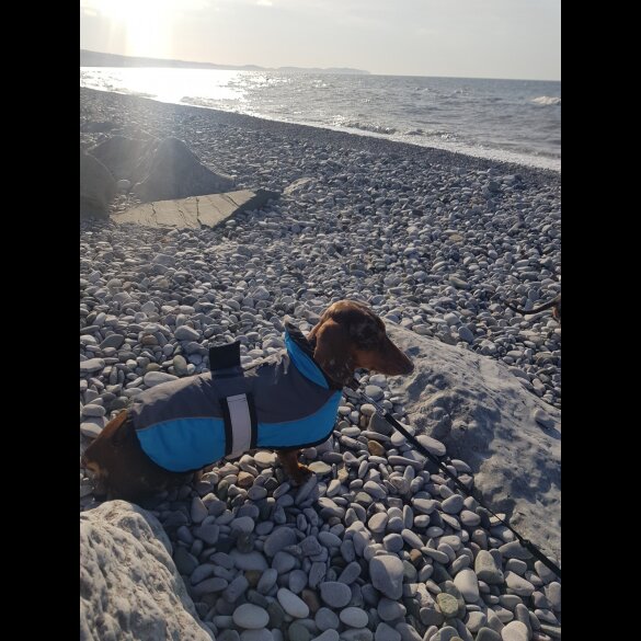 Dachshund (Smooth Haired)