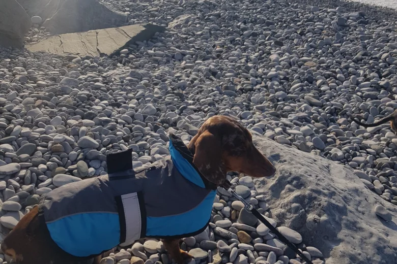 Dachshund (Smooth Haired)