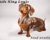 Dachshund (Smooth Haired)
