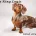 Dachshund (Smooth Haired)