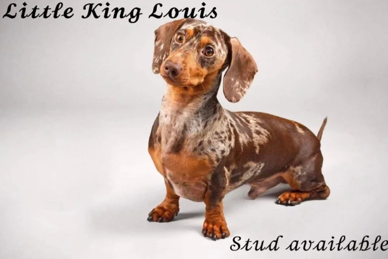 Dachshund (Smooth Haired)