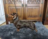 Dachshund (Smooth Haired)