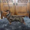 Dachshund (Smooth Haired)